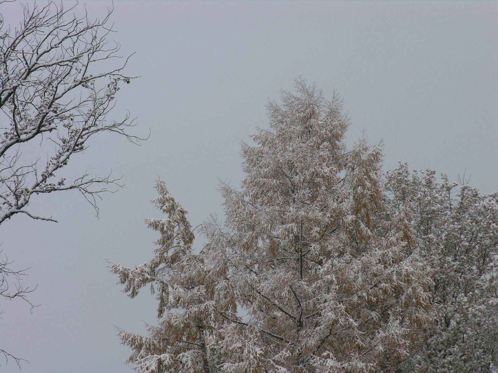 Fonds d'cran Nature Arbres - Forts 