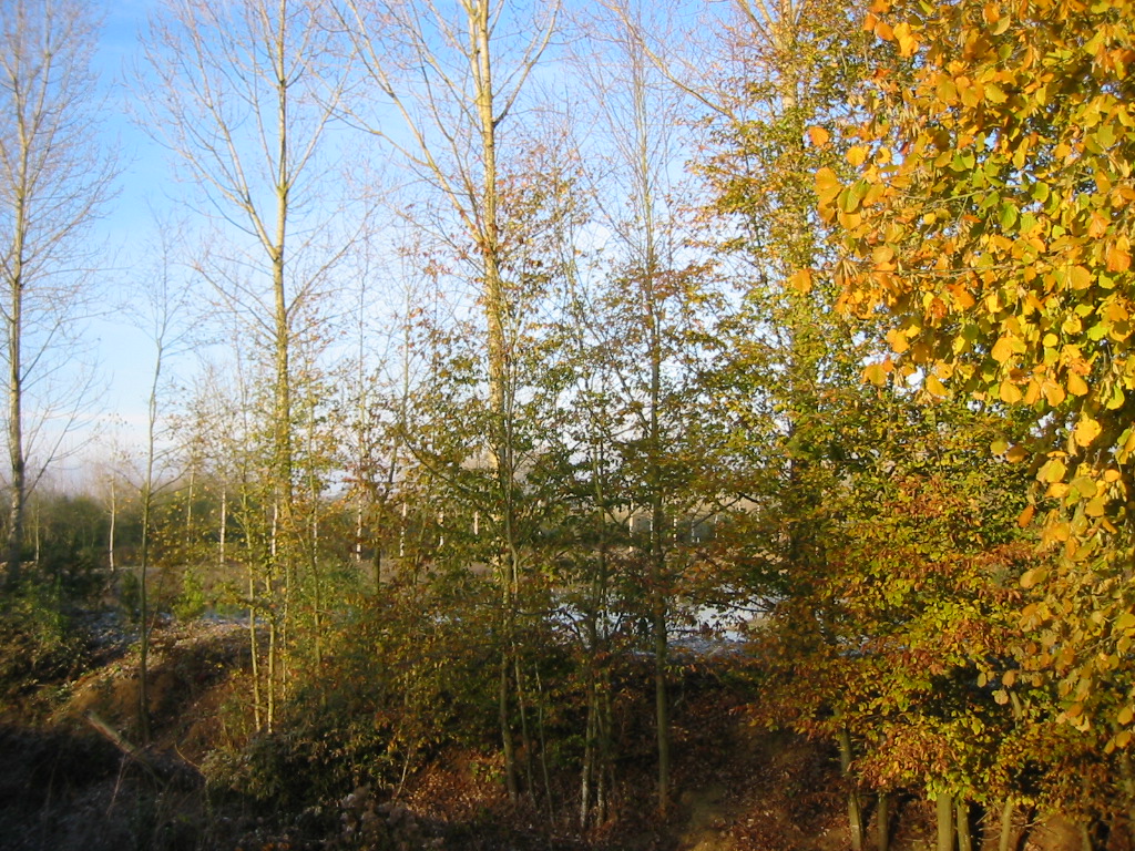 Fonds d'cran Nature Saisons - Automne Dernires couleurs d'Automne dans l'Aisne