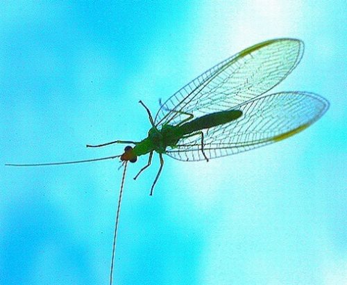 Fonds d'cran Animaux Insectes - Divers 