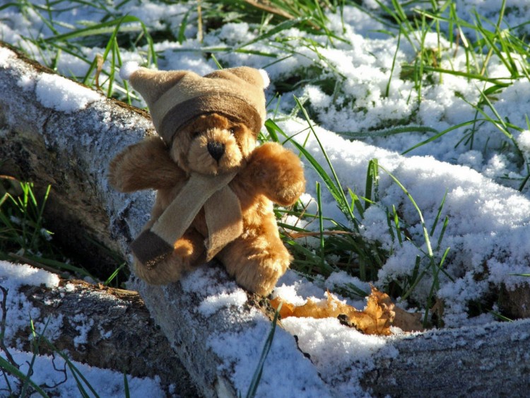 Fonds d'cran Objets Peluches Petit Ours d'hiver...