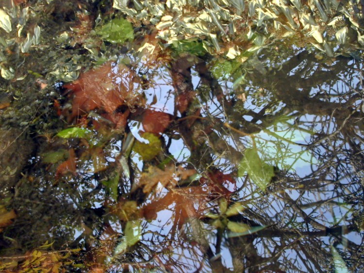 Wallpapers Nature Water - Reflection Reflets