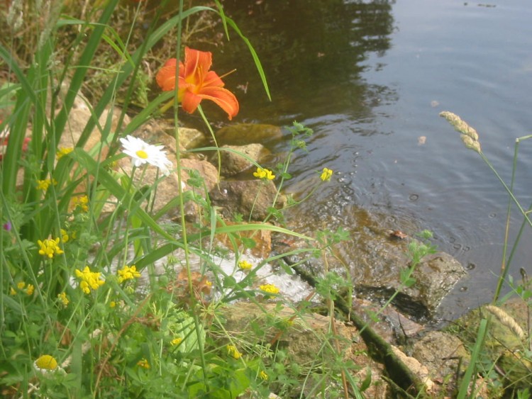 Wallpapers Nature Flowers Hmrocalles et marguerites