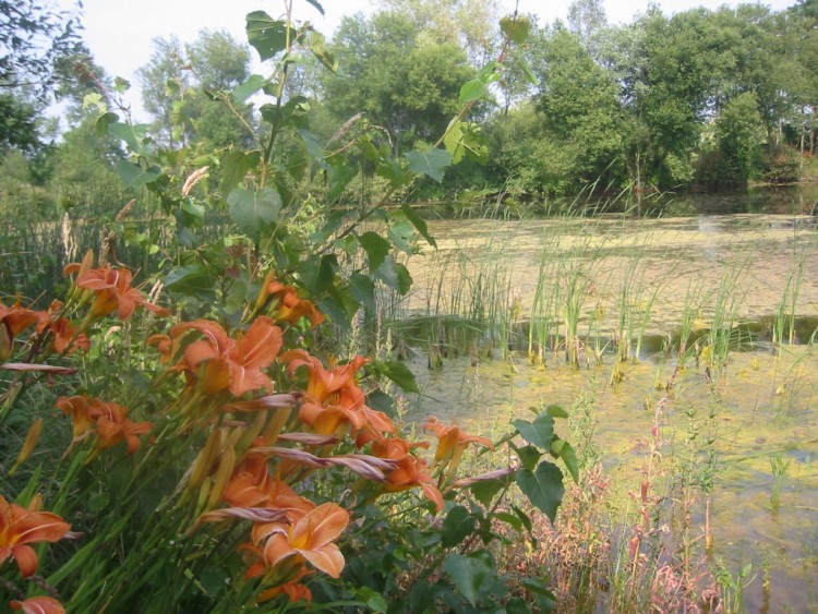 Fonds d'cran Nature Fleurs Hmrocalles et marcages