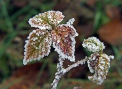 Wallpapers Nature Saison du givre