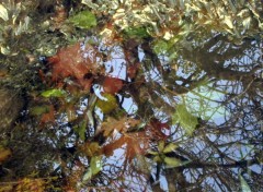 Fonds d'cran Nature Reflets