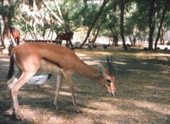 Fonds d'cran Animaux Image sans titre N123488