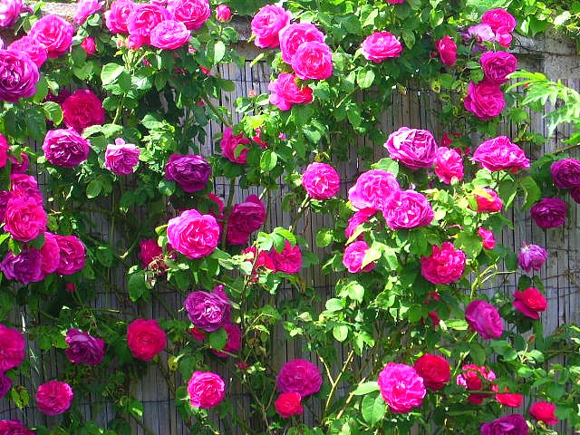 Fonds d'cran Nature Fleurs le champs des roses