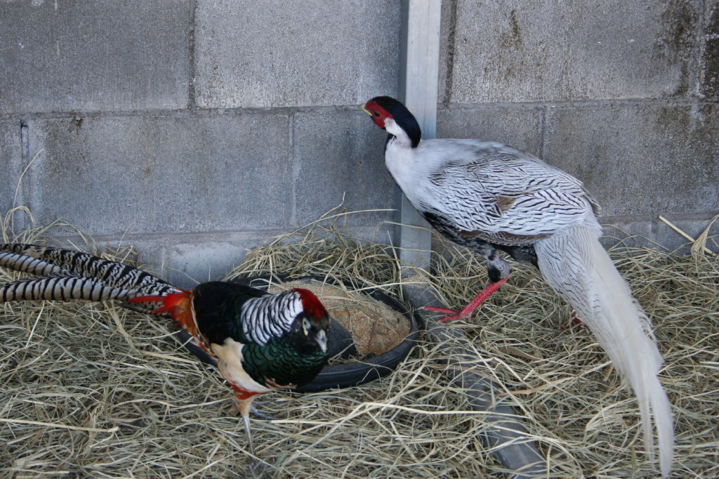 Fonds d'cran Animaux Oiseaux - Divers 