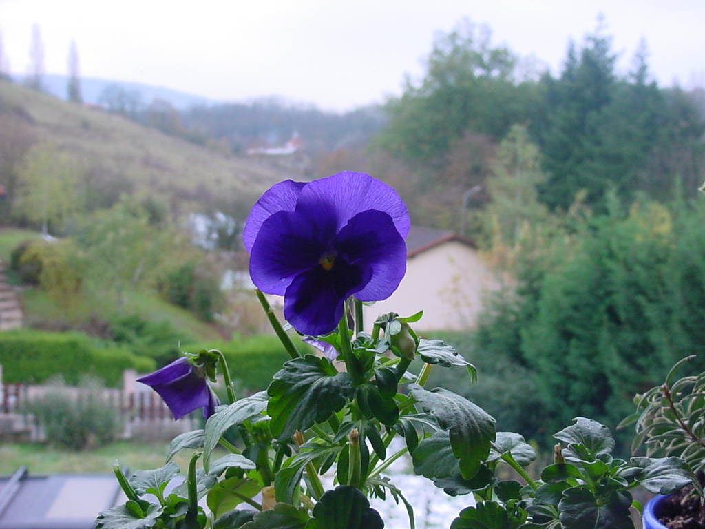 Fonds d'cran Nature Fleurs une pense pour vous