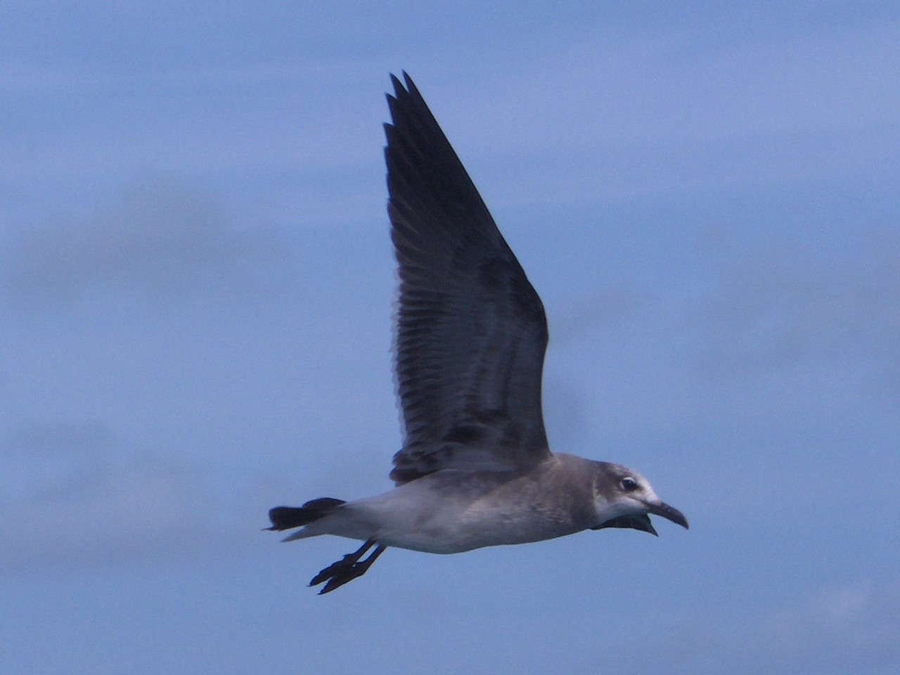 Wallpapers Animals Birds - Ducks Cuba, un compagnon de voyage sur la mer