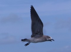 Fonds d'cran Animaux Cuba, un compagnon de voyage sur la mer