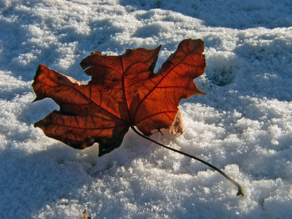 Fonds d'cran Nature Feuilles - Feuillages Saison d'hiver