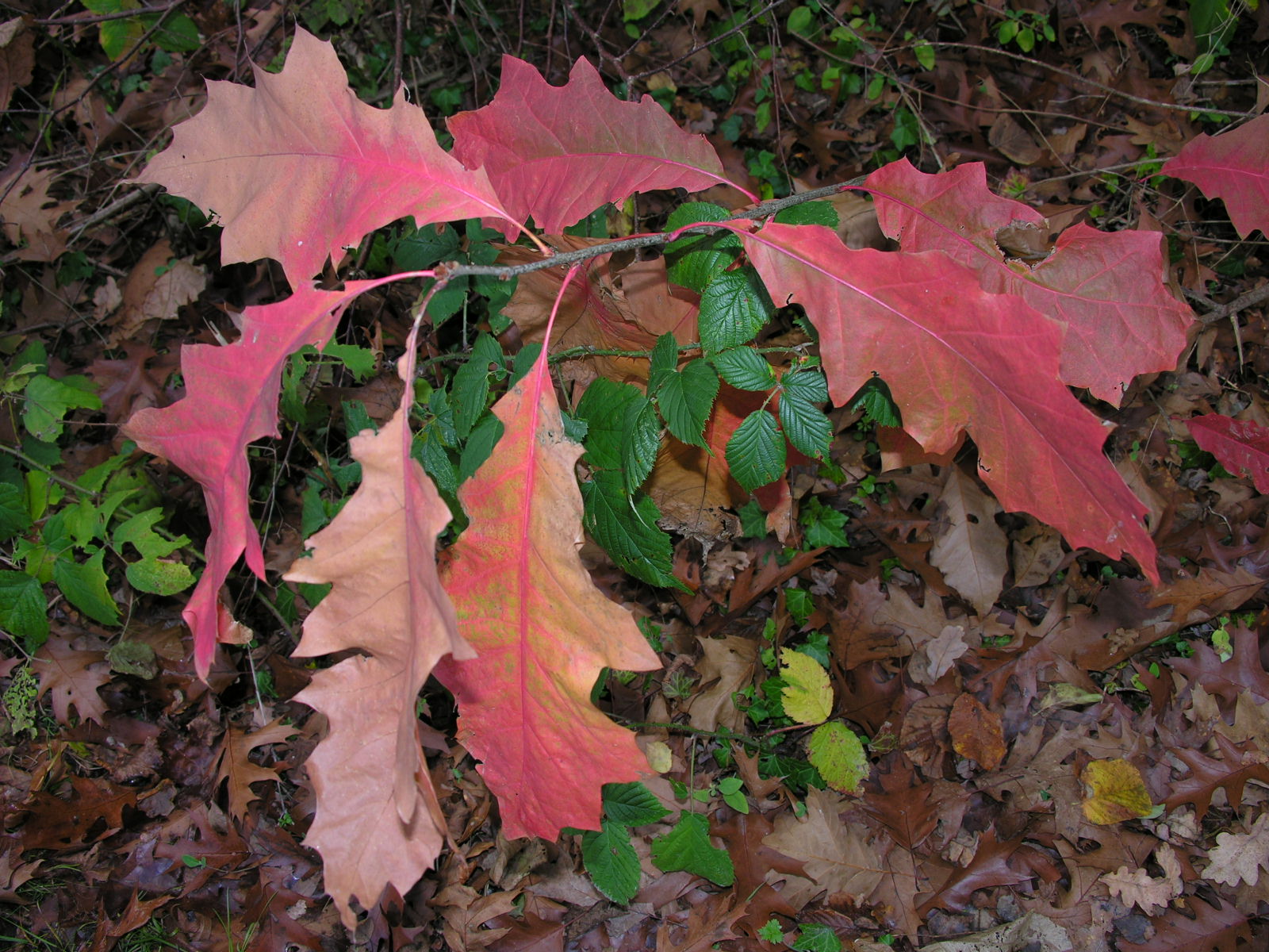 Fonds d'cran Nature Saisons - Automne 