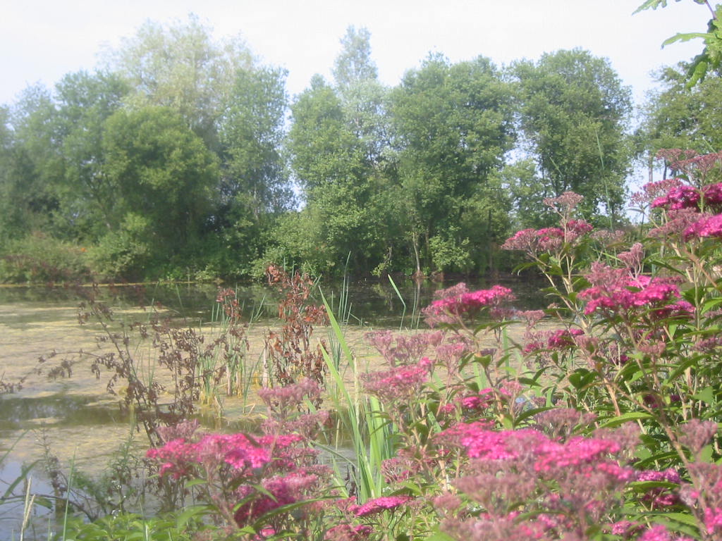 Fonds d'cran Voyages : Europe France > Bretagne Etang marcageux en Bretagne 2