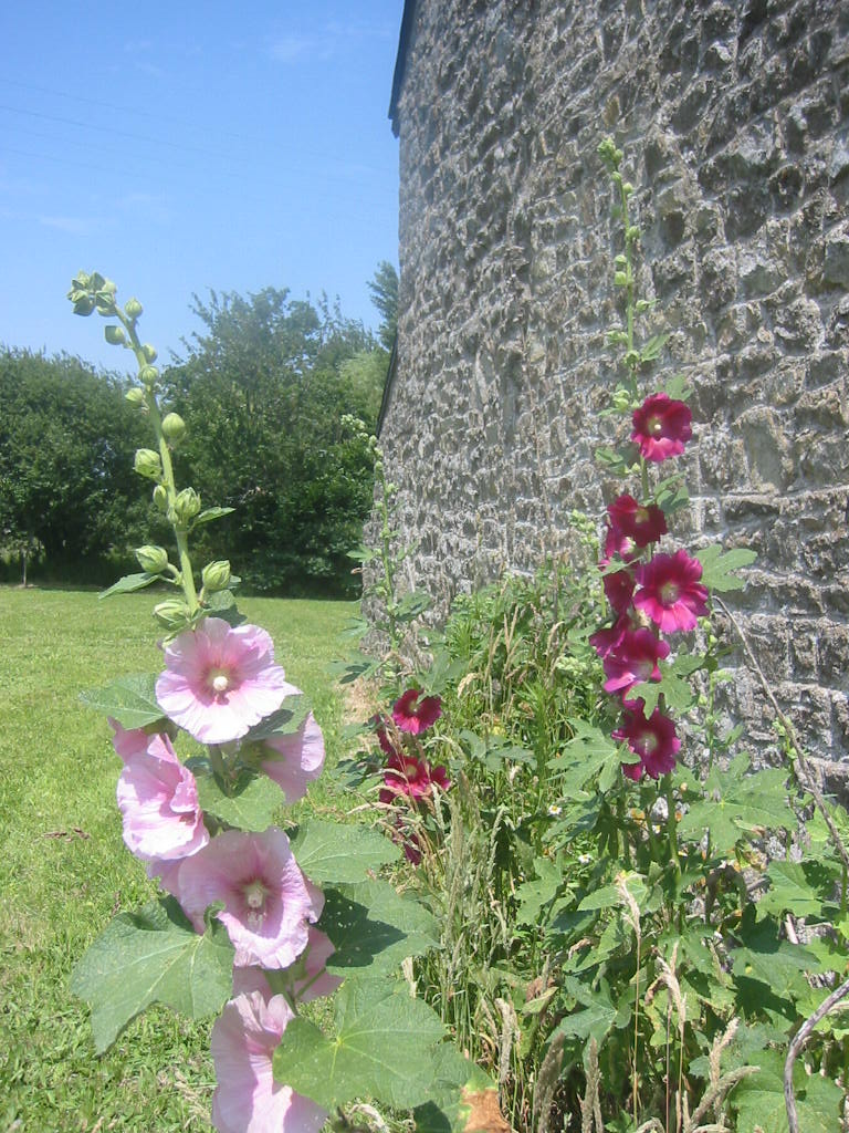 Fonds d'cran Nature Fleurs Roses trmires sur vieux mur