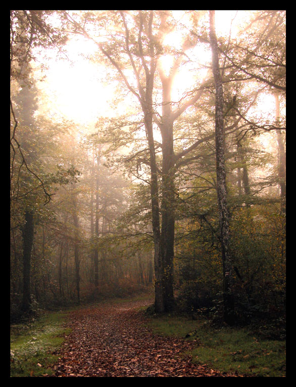 Fonds d'cran Nature Saisons - Automne Chemin en automne