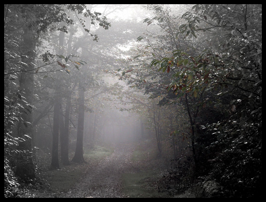 Fonds d'cran Nature Arbres - Forêts Matin brumeux