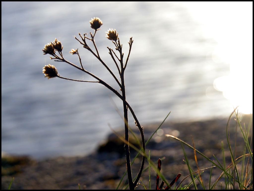 Fonds d'cran Nature Plantes - Arbustes Bord d'tang