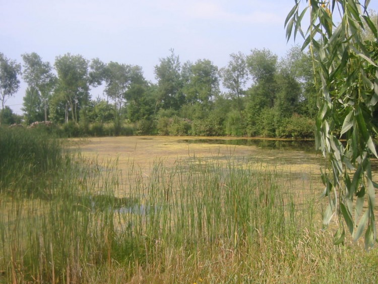 Fonds d'cran Voyages : Europe France > Bretagne Etang marcageux en Bretagne 1