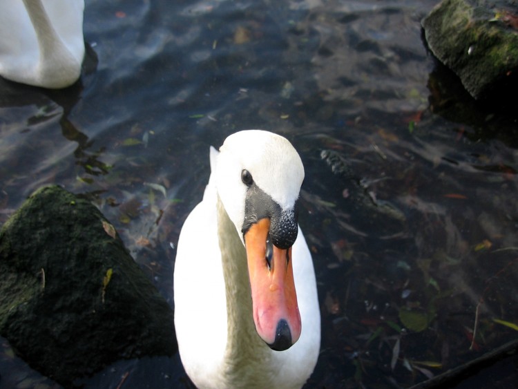 Wallpapers Animals Birds - Ducks Celui la voulait manger mon appareil!!