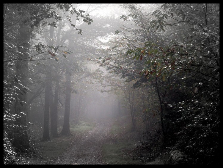 Fonds d'cran Nature Arbres - Forts Matin brumeux