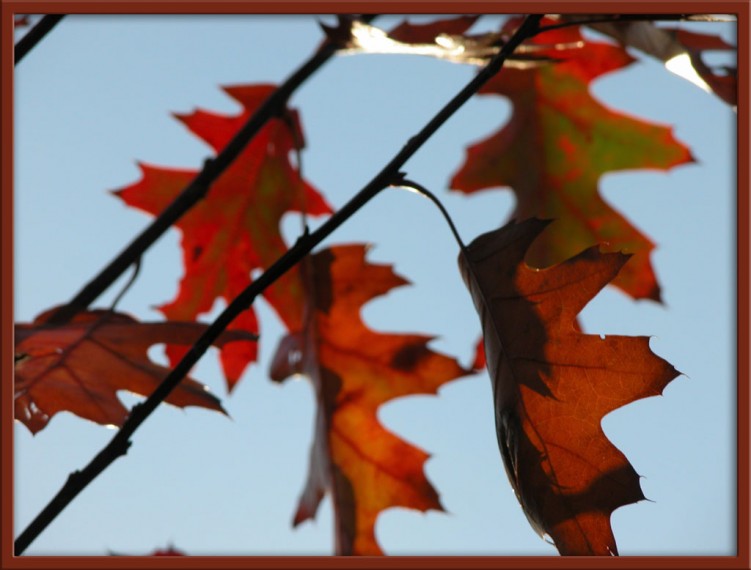 Fonds d'cran Nature Saisons - Automne Feuilles d'automne