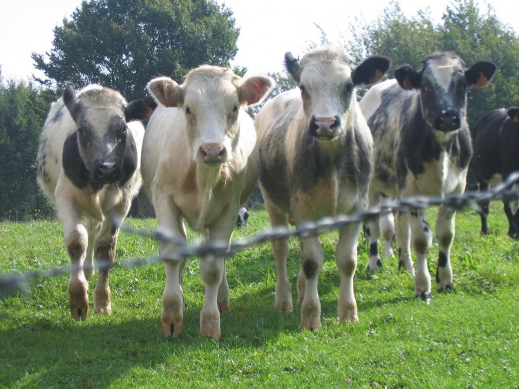 Fonds d'cran Animaux Vaches - Taureaux - Boeufs foto!!!!!!!!