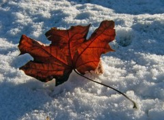 Fonds d'cran Nature Saison d'hiver