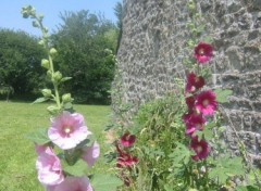 Fonds d'cran Nature Roses trmires sur vieux mur