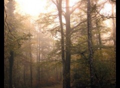 Fonds d'cran Nature Chemin en automne