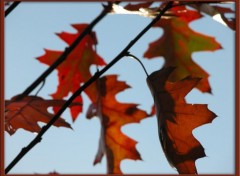 Fonds d'cran Nature Feuilles d'automne