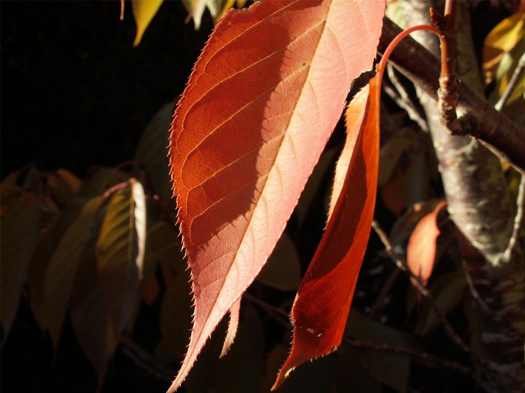 Fonds d'cran Nature Feuilles - Feuillages cerisier feuille