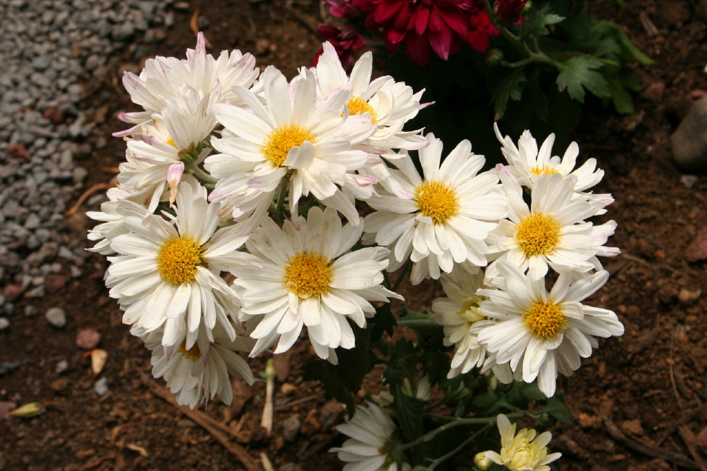 Fonds d'cran Nature Fleurs 