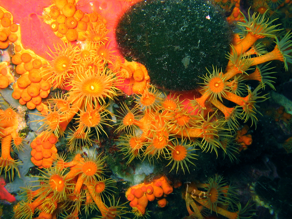 Fonds d'cran Animaux Vie marine - Poissons flore Mediteranee