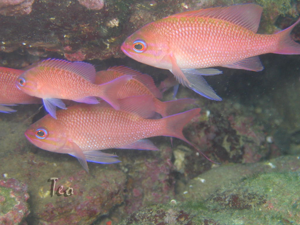 Wallpapers Animals Sealife - Fishes faune mediteranee