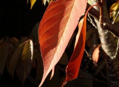 Fonds d'cran Nature cerisier feuille