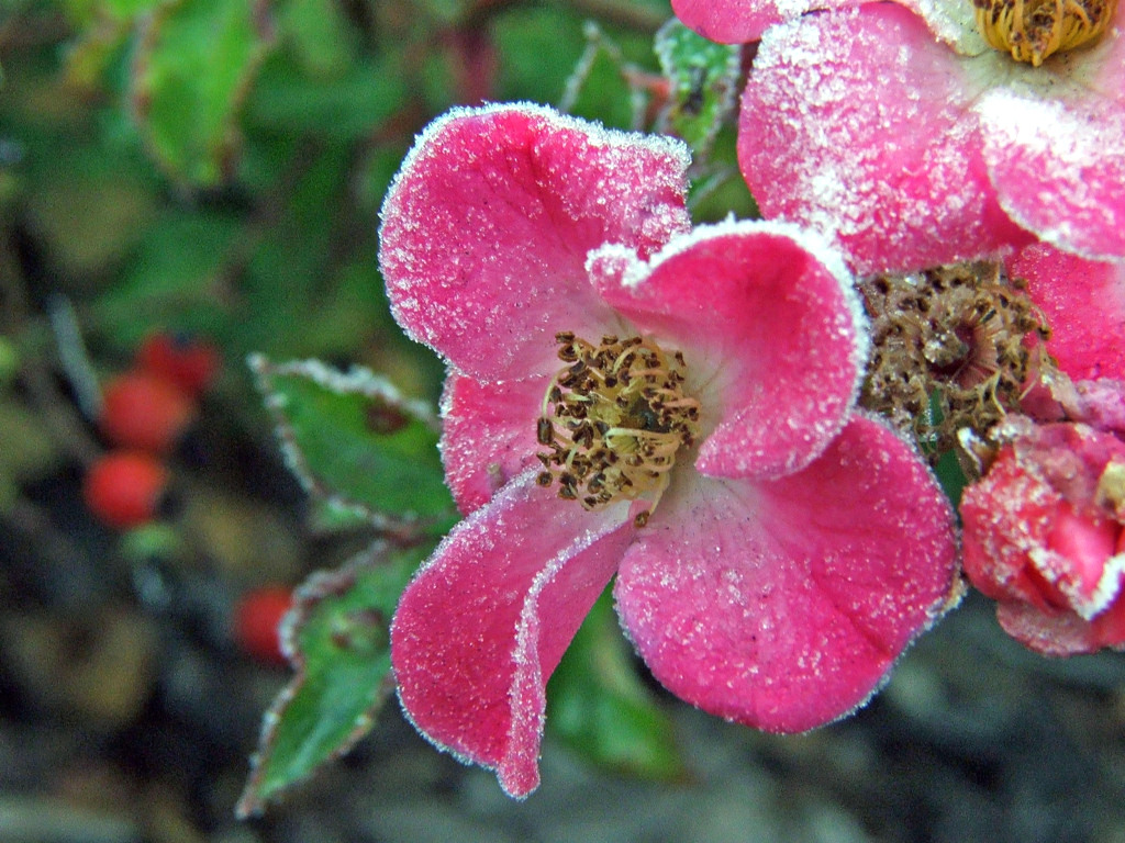 Wallpapers Nature Flowers Saison du givre