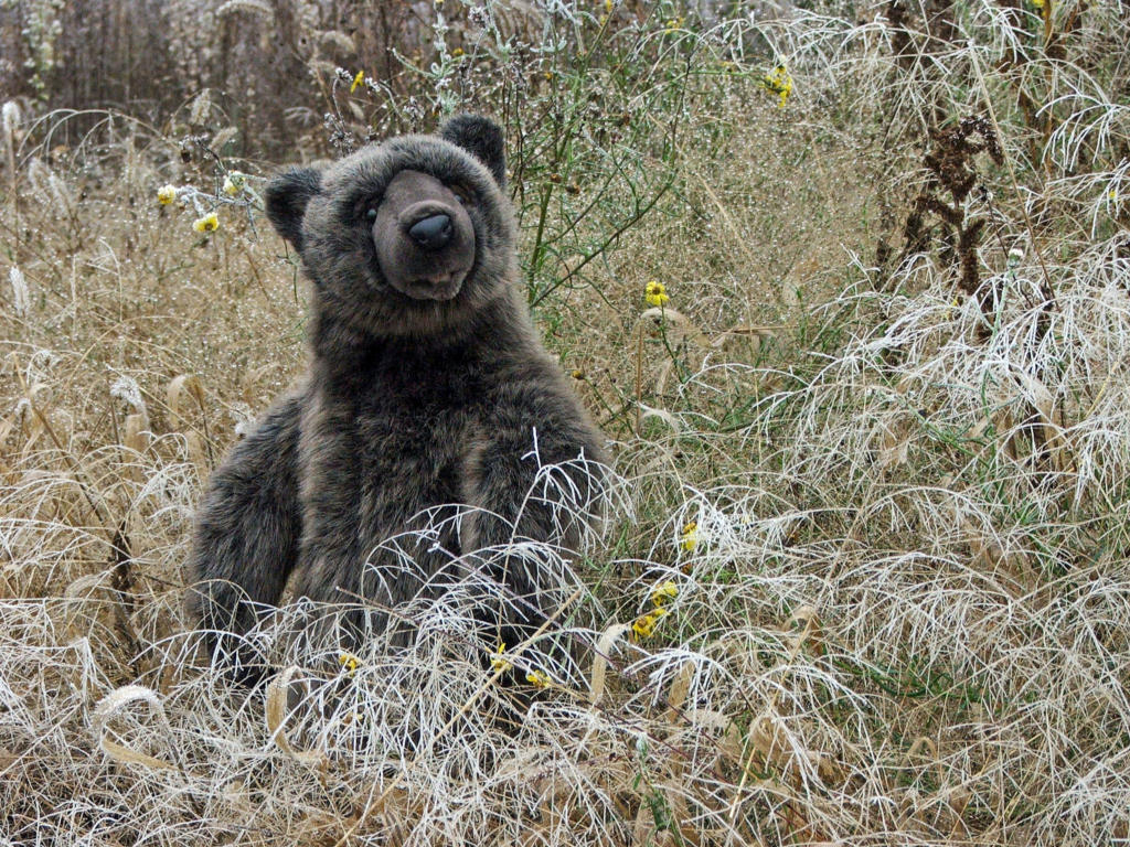 Fonds d'cran Objets Peluches L'Ours Valentin...