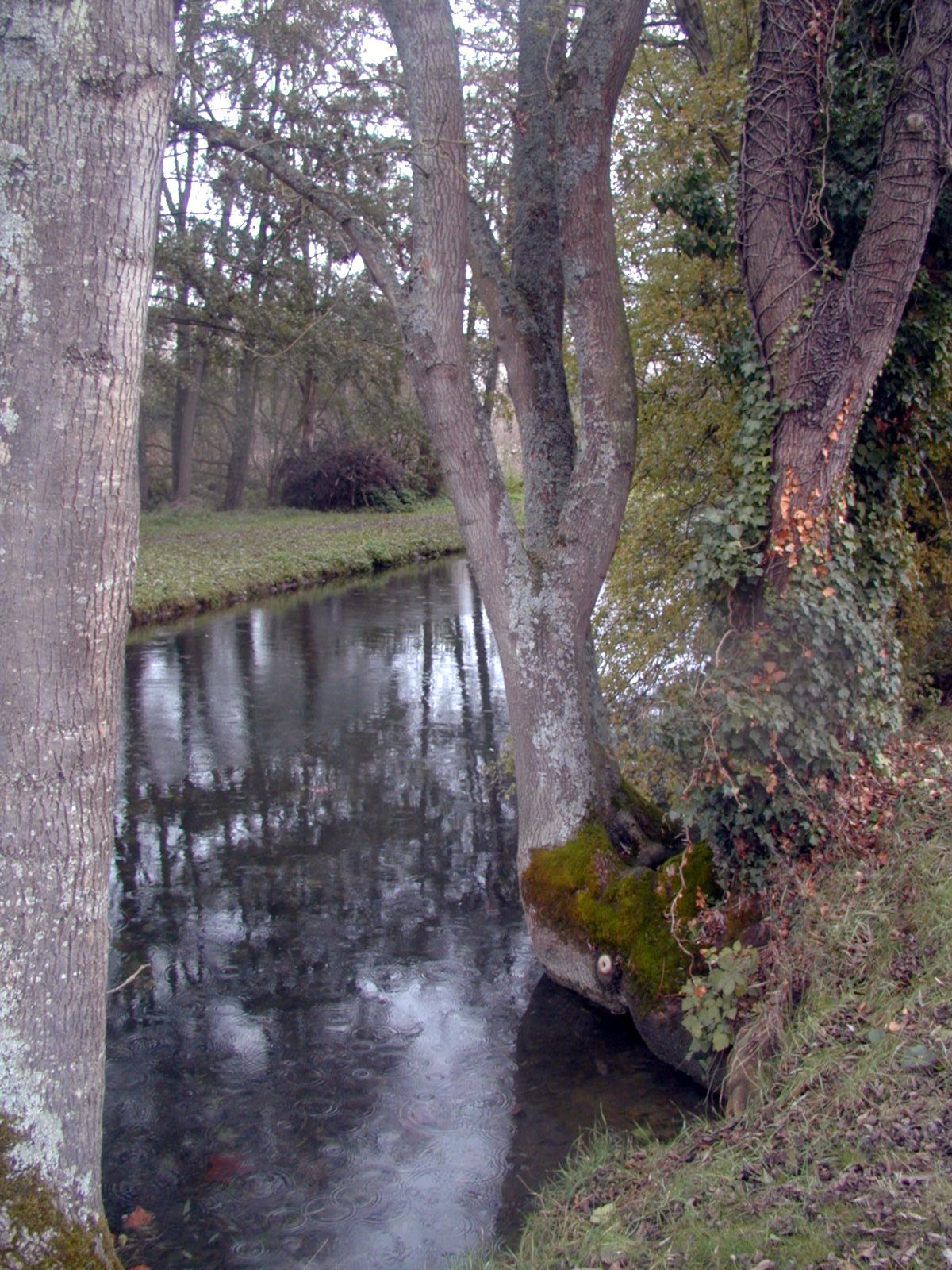 Fonds d'cran Nature Fleuves - Rivires - Torrents  Le Fusain