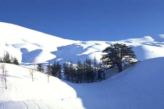 Fonds d'cran Nature Saisons - Hiver valle des cedres