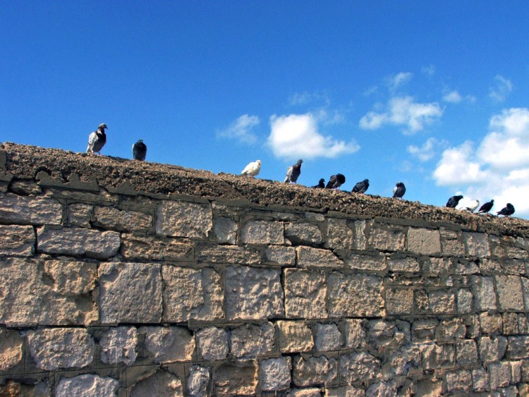 Wallpapers Animals Birds - Misc Ile de Crte : Heraklion