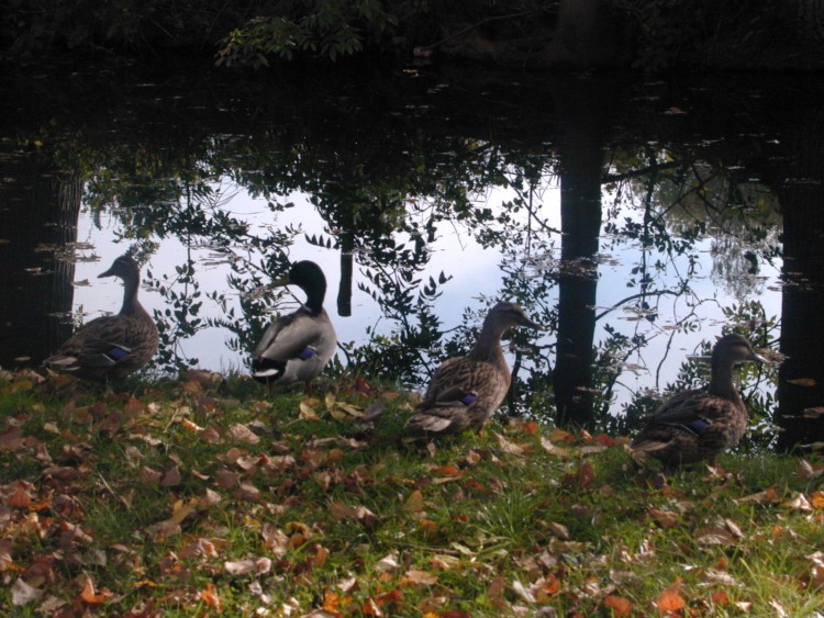 Wallpapers Animals Birds - Ducks Quatre canards