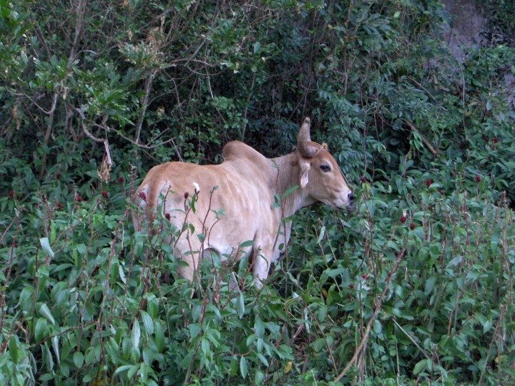 Wallpapers Trips : North America Cuba Vache cubaine