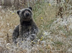 Wallpapers Objects L'Ours Valentin...