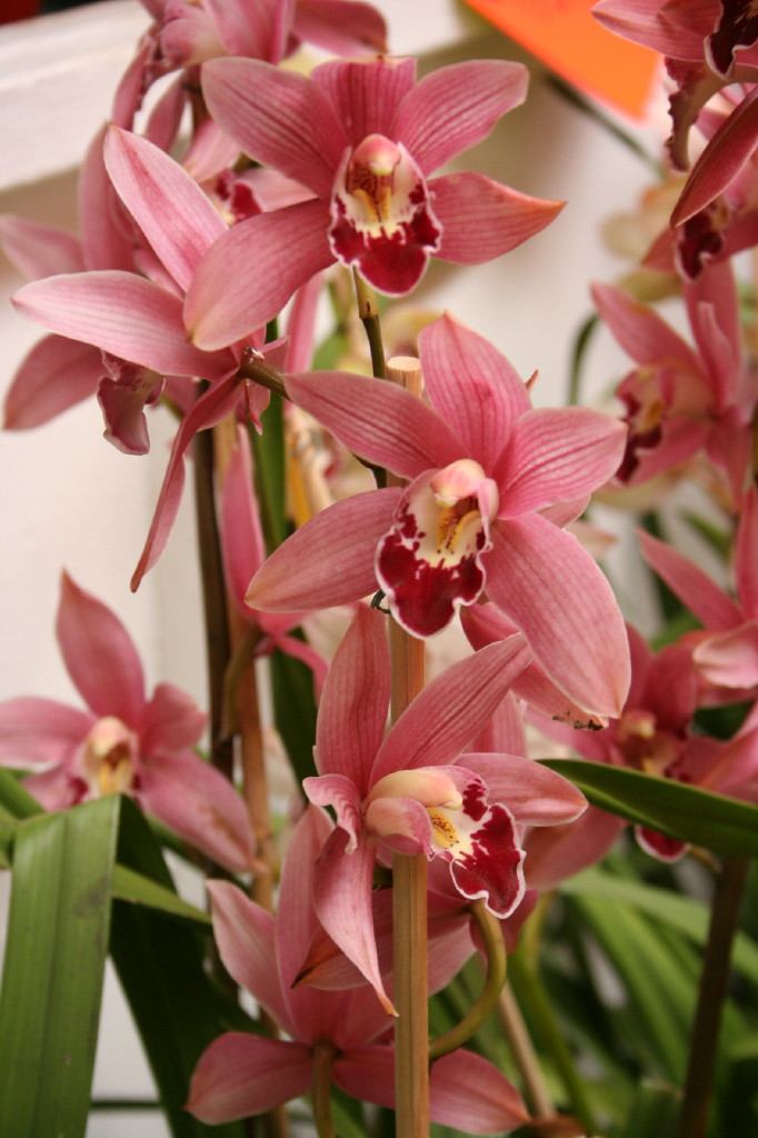 Fonds d'cran Nature Fleurs Orchide