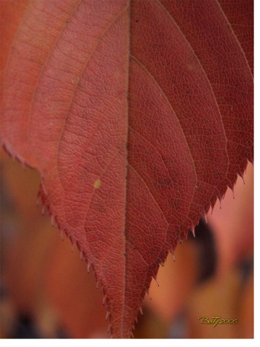 Fonds d'cran Nature Saisons - Automne feuilles rouge