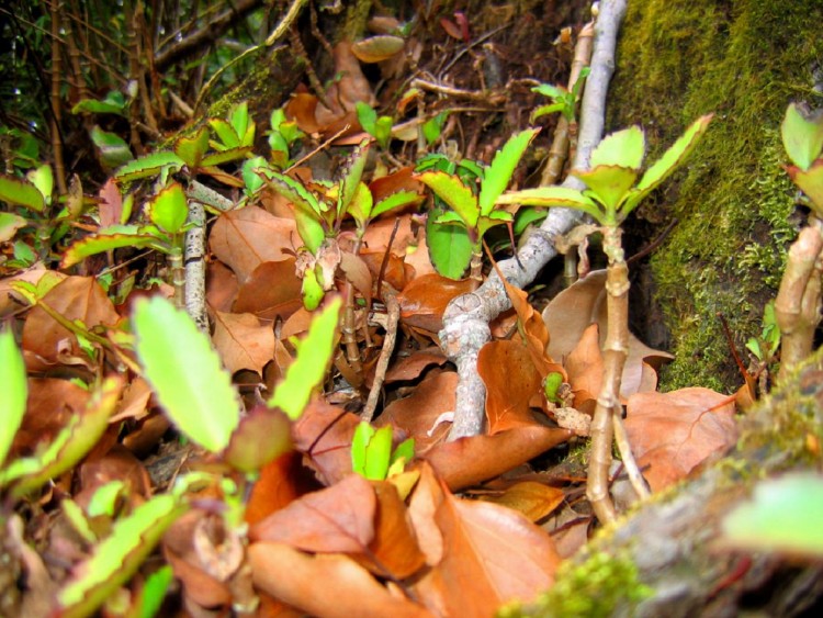 Wallpapers Nature Leaves - Foliage a c un futur flop