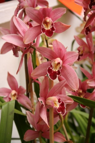 Fonds d'cran Nature Fleurs Orchide