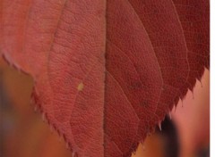 Fonds d'cran Nature feuilles rouge