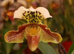 Fonds d'cran Nature Orchide